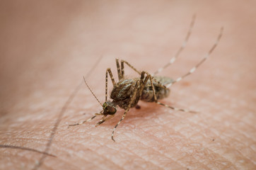 mosquito sucking blood on human skin.