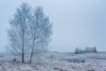 Obraz na płótnie Canvas Two birch trees in a white frozen landscape
