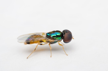 fruit fly outstanding on white wall.