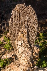 Riesige Kakteen in Andalusien