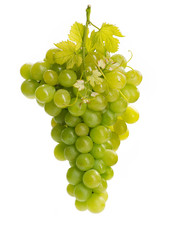 Trauben weiss