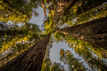 LOOKING UP AT THE REDWOOD TREES REDWOOD NATIONAL PARK CALIFORNIA