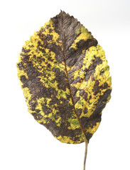 Leaf spot disease on the Hydrangea - obrazy, fototapety, plakaty
