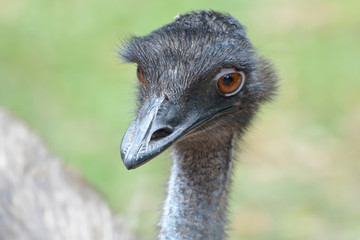 Close up of ostrich face brown background