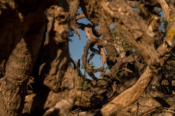 Blick durch Riesige Kakteen in Andalusien