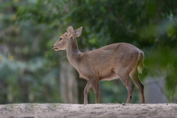 Naklejka na ściany i meble White tailed deer in the forest