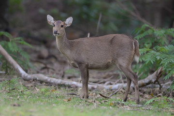 White tailed deer in the forest