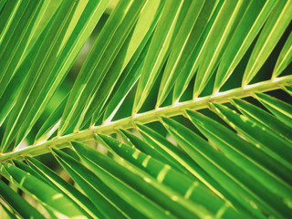 Background with green leaf of a date palm.