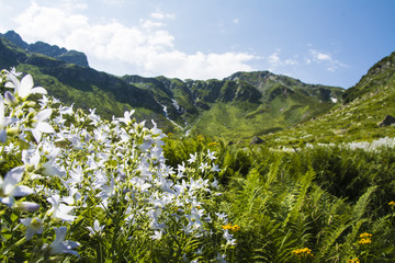 White flowers in a mountain valley. Caucasus.