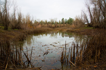 California Beaver Pond