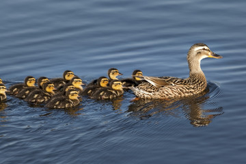 Duck with 13 Ducklings