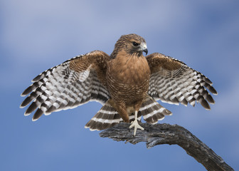 Red-Shouldered Hawk (Buteo lineatus) in Takeoff Mode