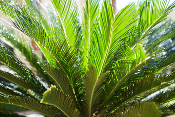 Fototapeta na wymiar Green leaves on a tree in sunny weather