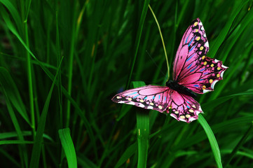 My little spring friend