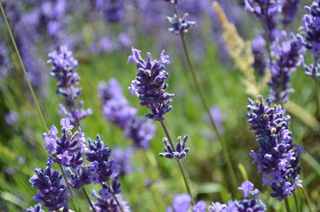 Lavender Close Up