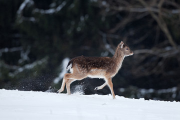 fallow deer, dama dama, Czech republic