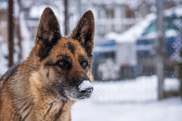 German Shepherd Dog in Snow.