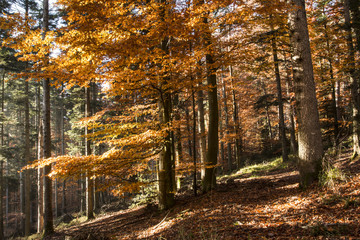 Forêt en automne