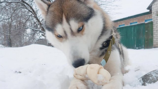 Close up beautiful dog husky gnawing bone in winter on snow outdoor