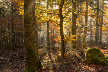 Couleur automnale en forêt