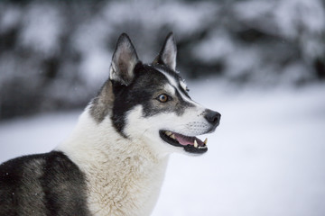 Husky schaut nach rechts