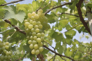 Close up green grapes in farms with blurred background.
