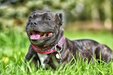 English staffordshire bull terrier