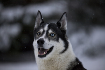 Husky mit blauem Auge