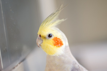 cockatiel