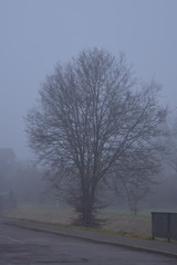 Baum im Nebel, Winter, Deutschland, Europa