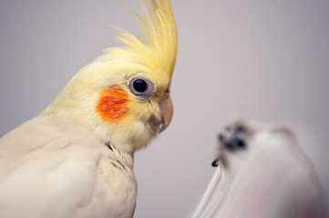 cockatiel
