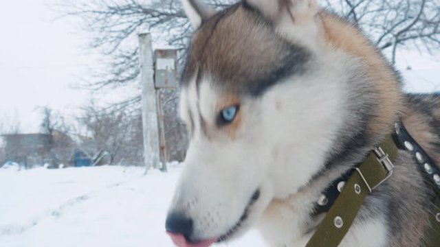 Close up beautiful dog husky gnawing bone in winter on snow outdoor