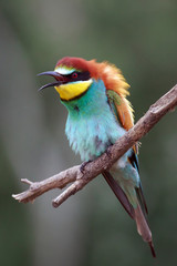 Bee eater