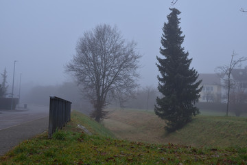 Bäume im Nebel, Deutschland, Europa, Winter