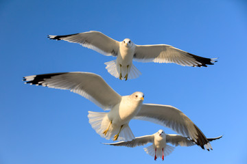 closeup of a flying seagull (laridae)