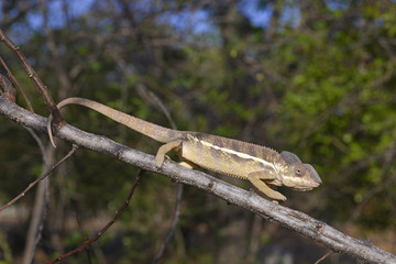 Pantherchamäleon (Furcifer pardalis) - Panther chameleon / Madagaskar © bennytrapp