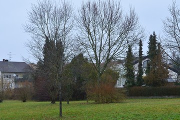 Bäume im Regen, Wiese, Giengen/Brenz, Deutschland, Europa