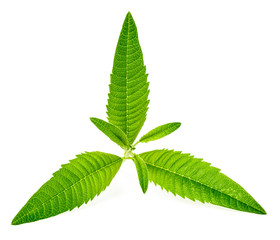 fresh lemon verbena leaves isolated on white
