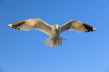 closeup of a flying seagull (laridae)