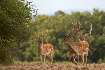 Fallow deer