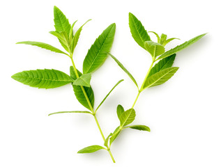 fresh lemon verbena leaves isolated on white