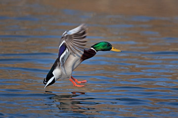Obraz premium mallard, wild duck, anas platyrhynchos, Czech republic