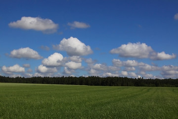 Fototapeta premium Frühlingslandschaft