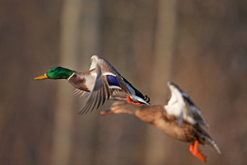 mallard, wild duck, anas platyrhynchos, Czech republic