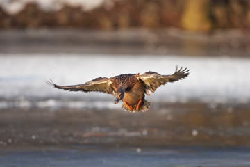 mallard, wild duck, anas platyrhynchos, Czech republic