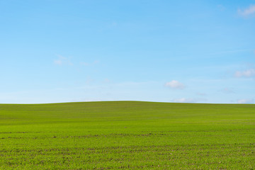 Green field and blue sky.