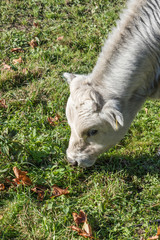Fototapeta premium Young cow in pasture.
