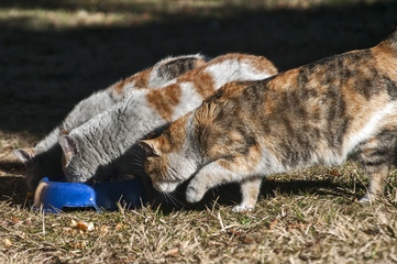 Obraz premium Three motley street cats feeding together on meadow on sunny winter day