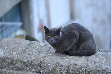 Grey Cat