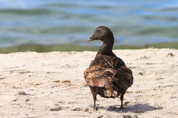 Weibliche Eiderente steht am Strand von der Nordseeinsel Helgoland